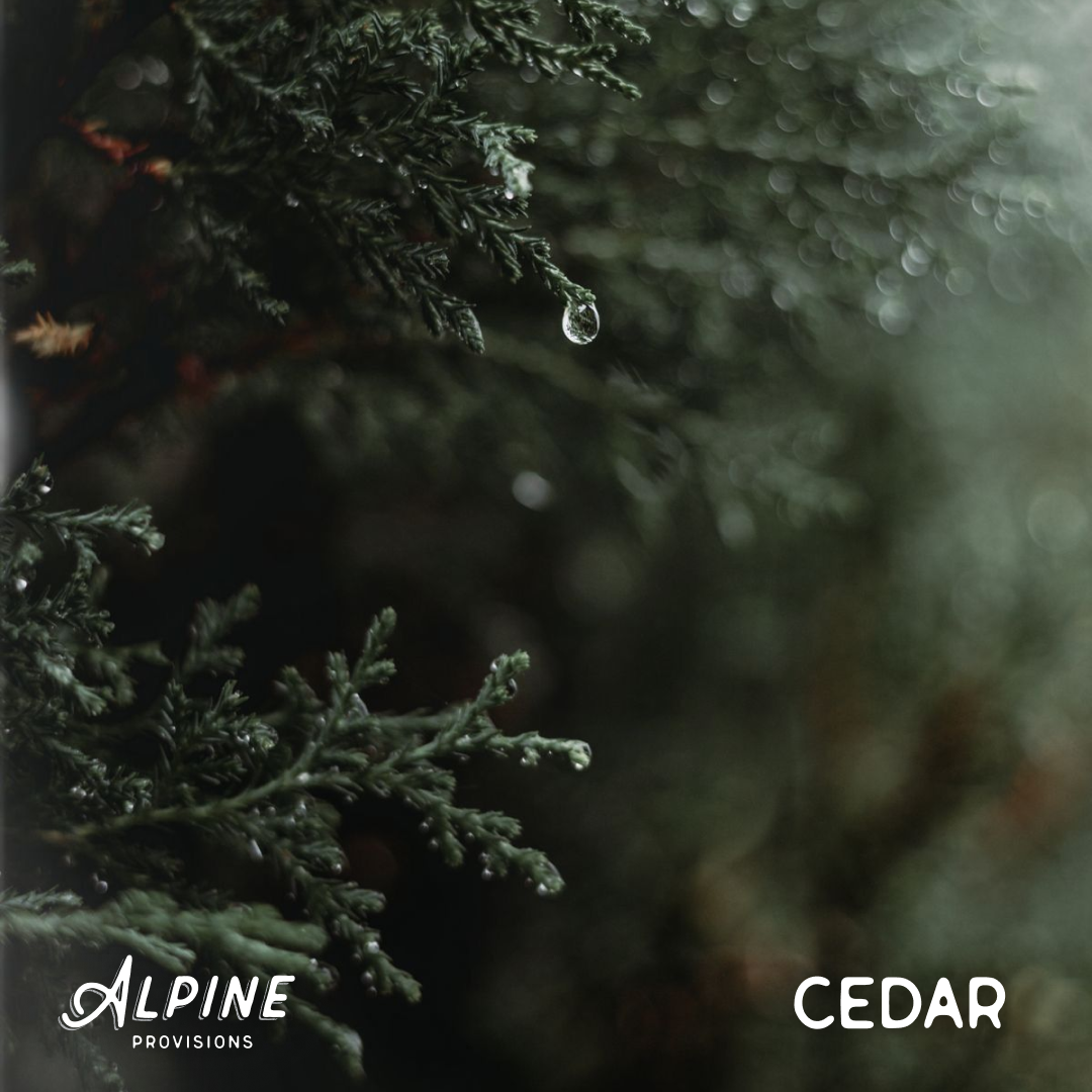 Cedar + Sandalwood | Body Wash