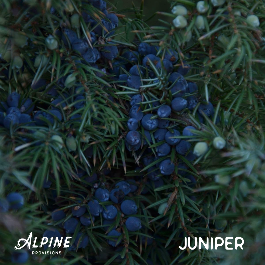 Lavender + Juniper | Body Wash